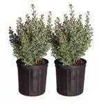 Costa Farms Texas Sage Flowering Plant in Nursery Pot, 2-pack